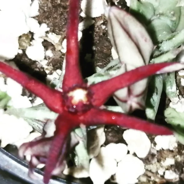 Caralluma baldratii, pianta da interno