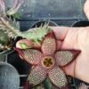 Stapelia mutabilis ibrido, pianta da interno