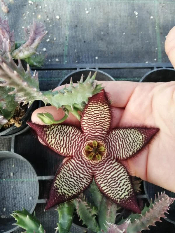 Stapelia mutabilis ibrido, pianta da interno