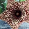 Huernia hybrid Orto 14, pianta da interno