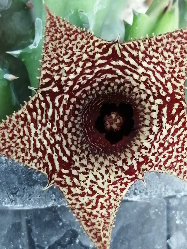 Huernia hybrid Orto 14, pianta da interno
