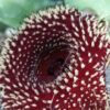 Huernia hybrid Orto 15, pianta da interno