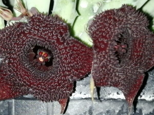Huernia pendurata, foto 2