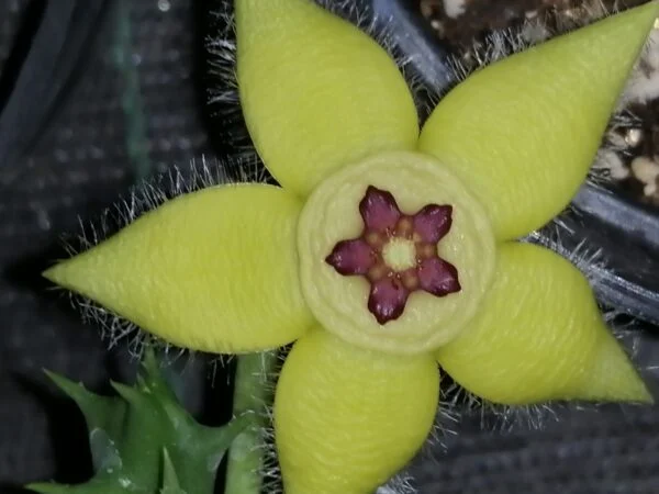 Huernia insigniflora, Huernia zebrina subs. insigniflora, foto 3