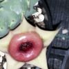 Huernia insigniflora, Huernia zebrina subs. insigniflora, pianta da interno