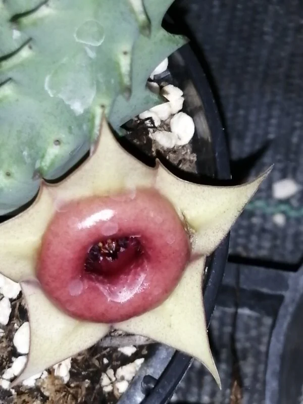 Huernia insigniflora, Huernia zebrina subs. insigniflora, pianta da interno