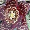 Orbea variegata brown, pianta da interno