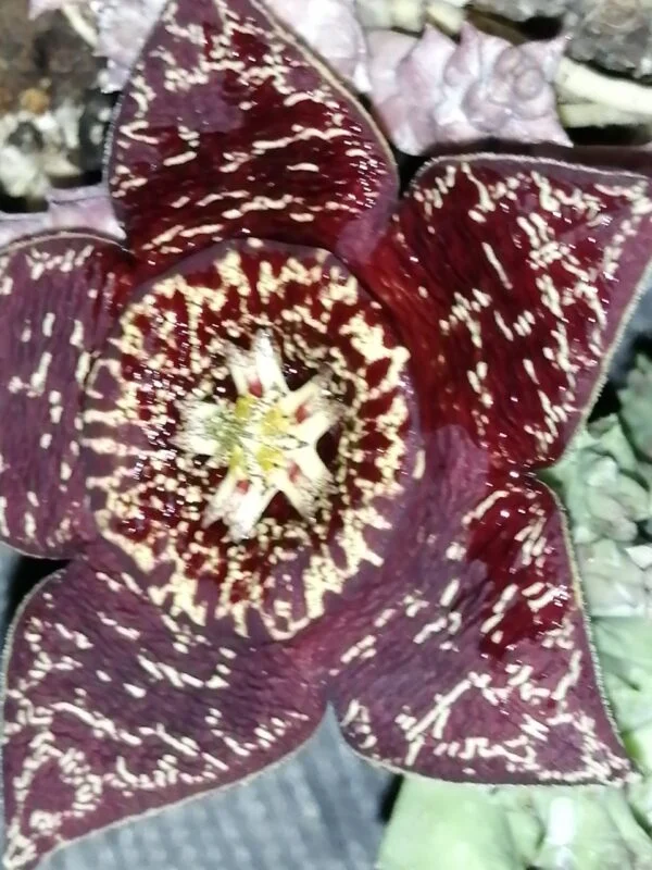Orbea variegata brown, pianta da interno