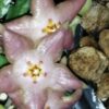 Stapelia divaricata, pianta da interno