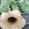 Huernia hybrid Orto 5, pianta da interno