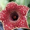 Huernia hybrid Orto 2, pianta da interno