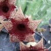 Huernia hybrid Orto 3, pianta da interno