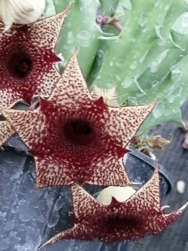 Huernia hybrid Orto 3, pianta da interno