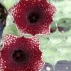 Huernia hybrid Orto 4, pianta da interno