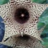 Huernia hybrid Orto 1, pianta da interno