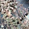 Ceropegia woodii Orange River, pianta da interno