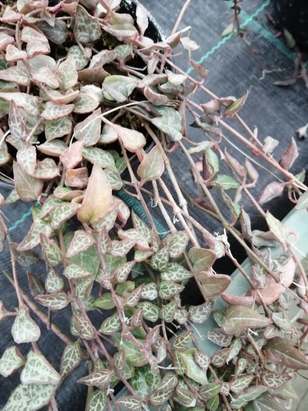 Ceropegia woodii Orange River, pianta da interno