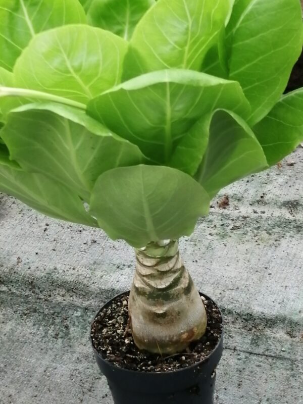 Brighamia insignis, foto 3