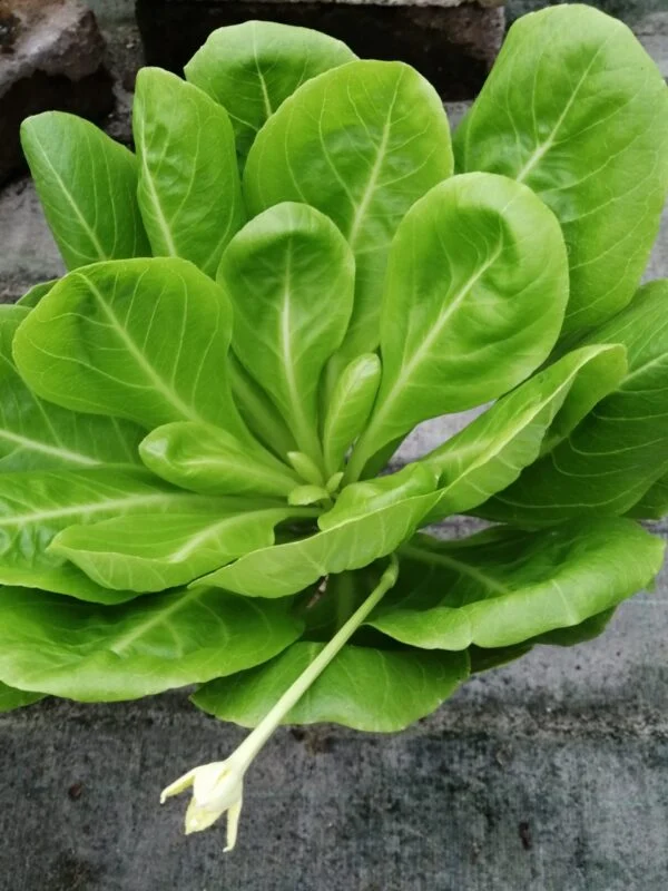 Brighamia insignis, foto 4