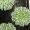 Aeonium tabuliforme Variegato, pianta da interno