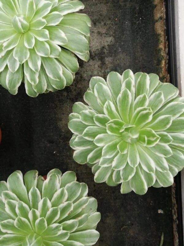 Aeonium tabuliforme Variegato, pianta da interno
