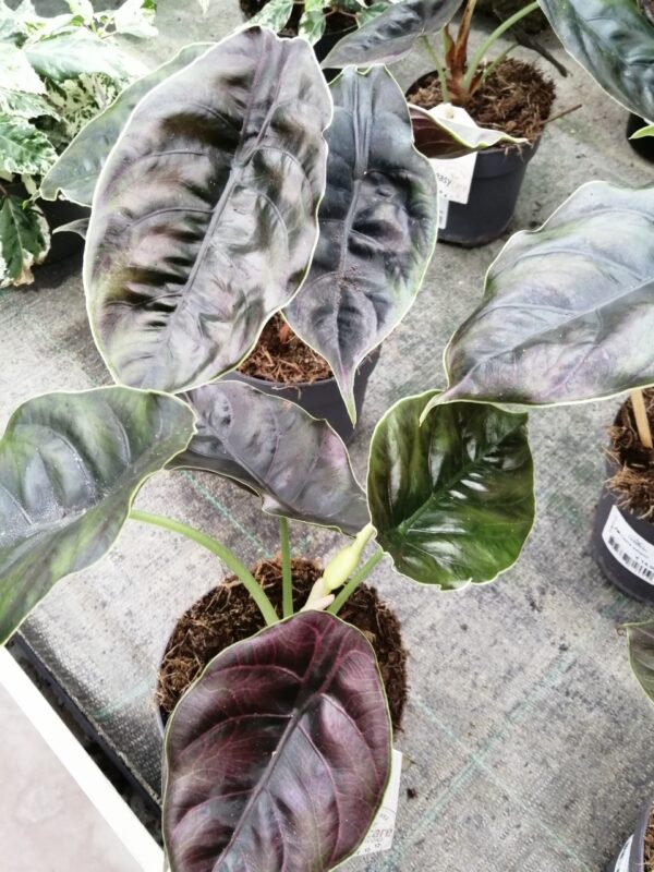 Aglaonema Cherry Baby, foto 15