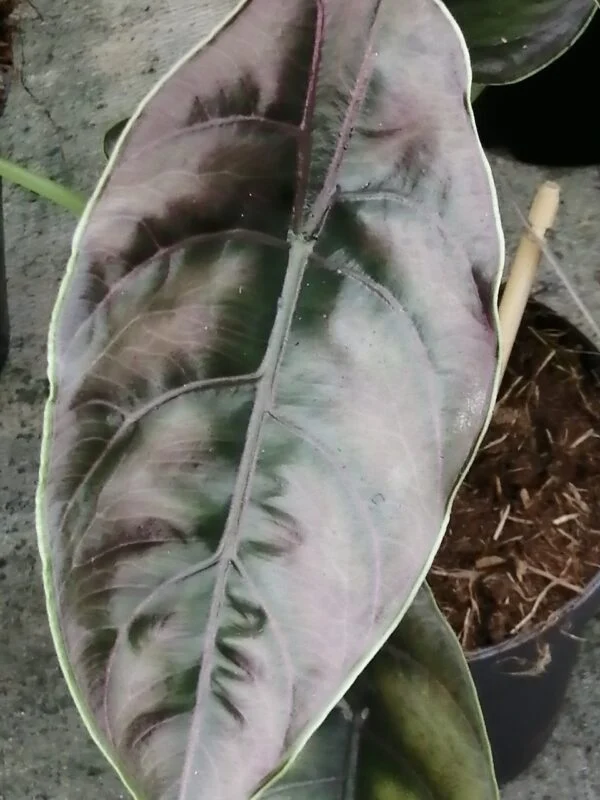 Alocasia azlanii, foto 3