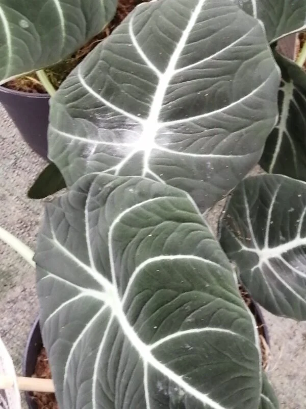 Aglaonema Cherry Baby, foto 14