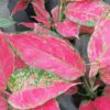 Aglaonema Cherry Baby, pianta da interno