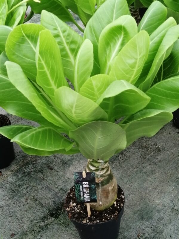 Brighamia insignis, pianta da interno