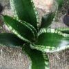 Sansevieria trifasciata Gray Stripe, pianta da interno