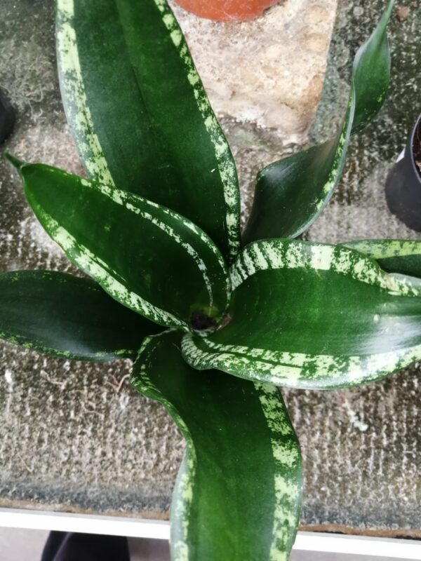 Sansevieria trifasciata Gray Stripe, pianta da interno
