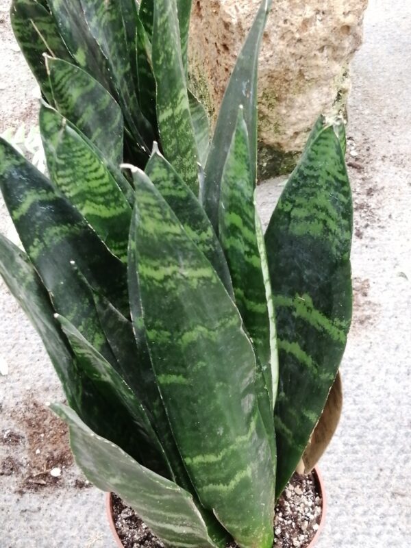 Sansevieria trifasciata Black Coral, pianta da interno