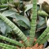 Sansevieria cylindrica Skyline, pianta da interno