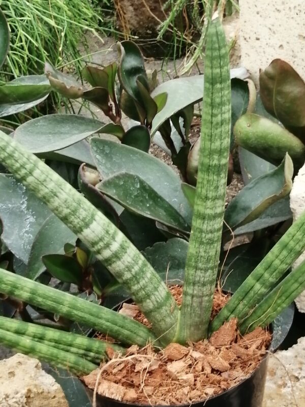 Sansevieria cylindrica Skyline, pianta da interno