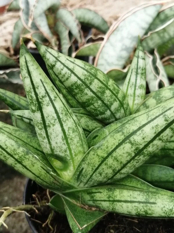 Sansevieria trifasciata Gray Stripe, foto 7