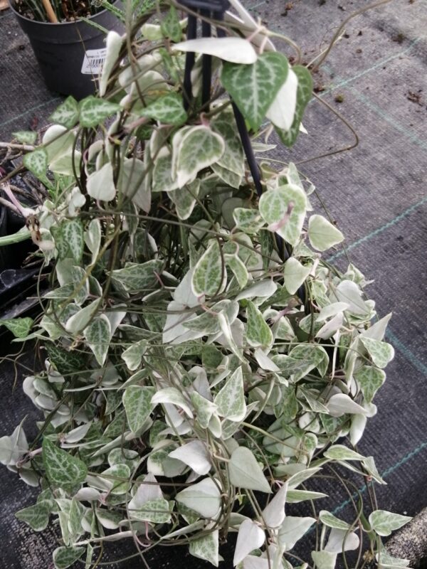 Ceropegia linearis subsp. woodii Merel, foto 3