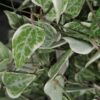 Ceropegia linearis subsp. woodii Merel, pianta da interno