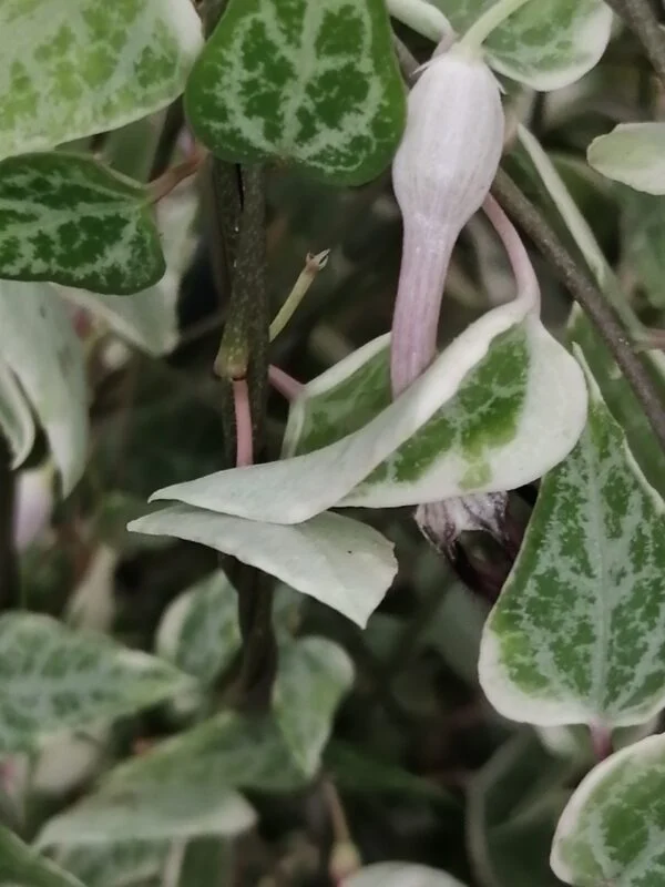 Ceropegia linearis subsp. woodii Merel, foto 2