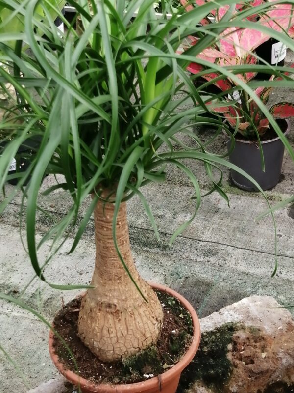 Beucarnea, pianta da interno