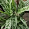Aglaonema Greyhound, pianta da interno