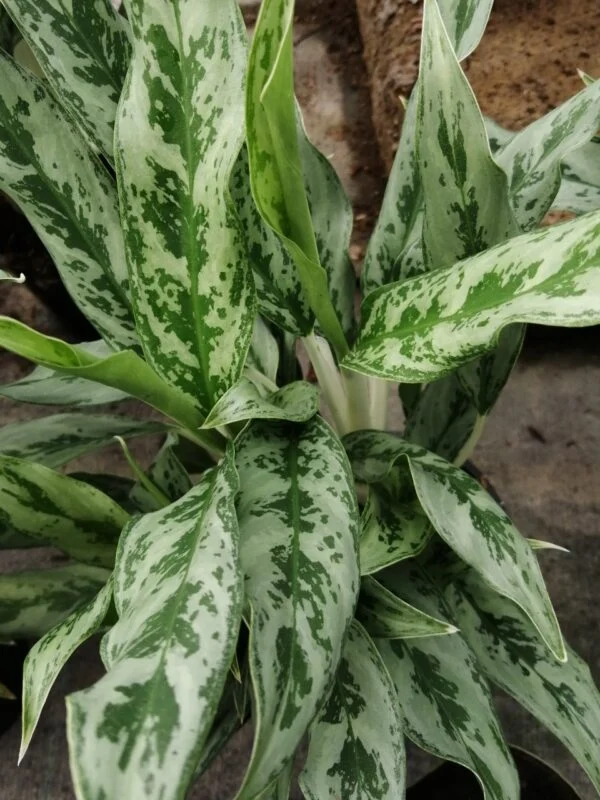 Aglaonema Greyhound, pianta da interno