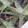 Aloe Christmas Carol, pianta da interno