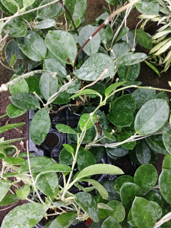 Hoya melliflua, foto 3