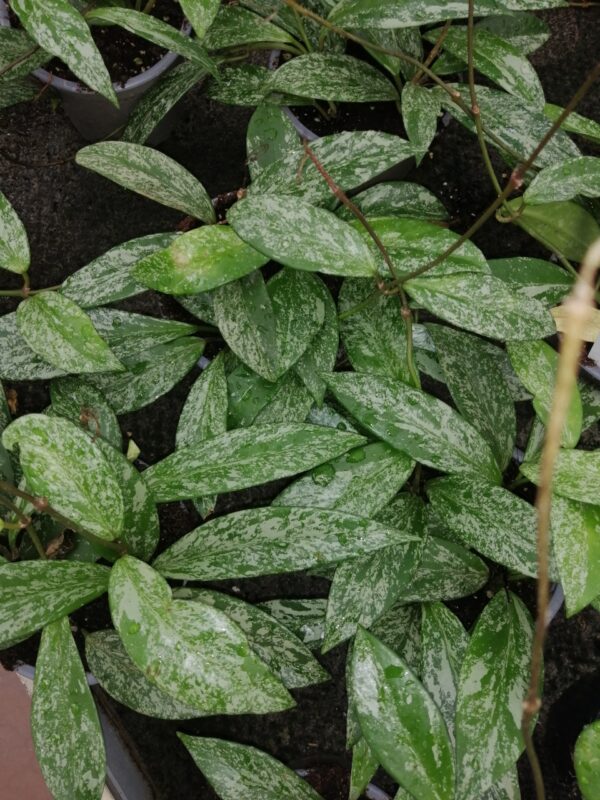 Hoya pubicalyx Silver Spot, foto 3