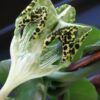 Ceropegia sandersonii altra forma, pianta da interno