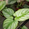 Philodendron sodiroi, pianta da interno