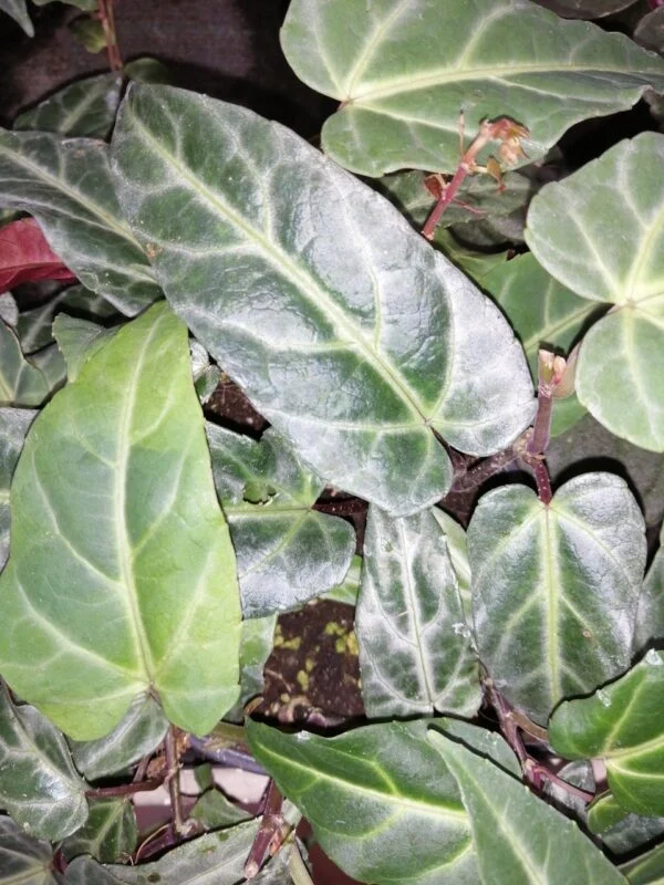 Cissus amazonica, foto 3