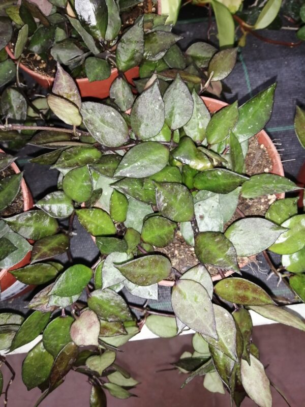Hoya carnosa Krimson Queen vaso 12, foto 5