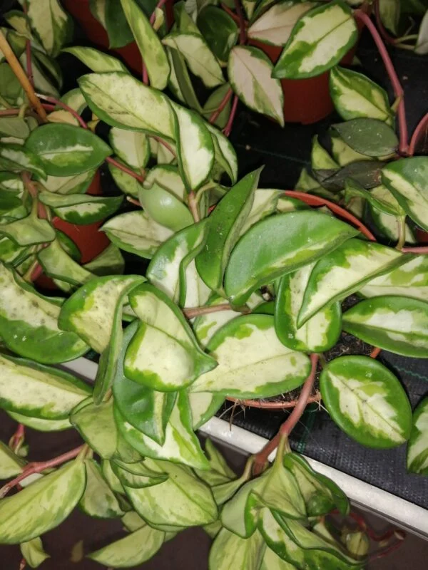 Hoya carnosa Krimson Queen vaso 12, foto 4